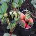 Portola Everbearing 10 Live Strawberry Plants, NON GMO,   